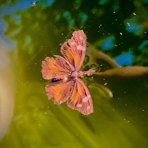 Thinking is for Stupid People (Explicit)