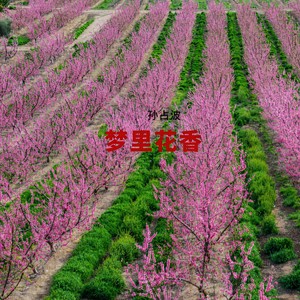 梦里花香