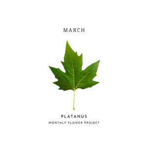 Platanus
