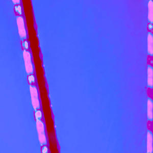 Red Light (feat. Rochi Belz)