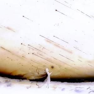 keep on life FT RAPOET