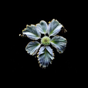 Pensamientos suicidas (Explicit)