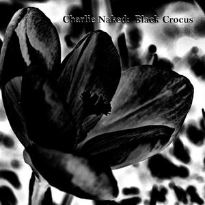 Black Crocus