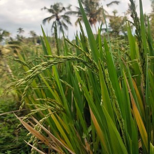 Mari bekerja