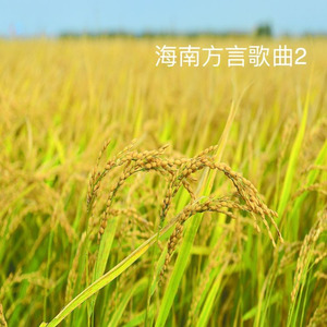 侬乖乖