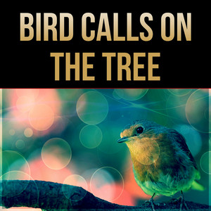 Bird Calls on the Tree - Forest Ambience, Morning Bird Calls for Relaxation, Sound Effects of Birds