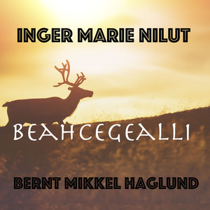 Beahcegealli