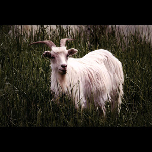 借风 又名（山羊说）