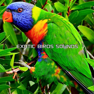 Nature Sounds of Exotic Birds (Special Effects Soundscapes Remix)