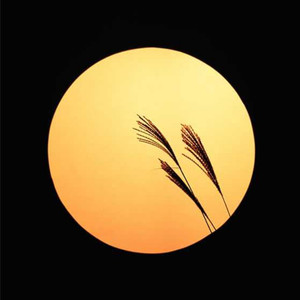 金应杰 - 凯里味道