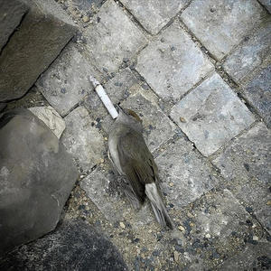 Why'd you leave? (feat. heartcoregirl) (Explicit)