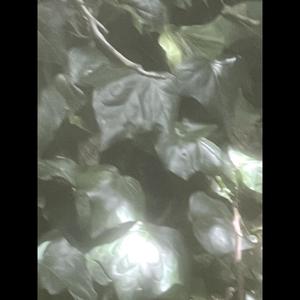 idontwannatalk (Explicit)