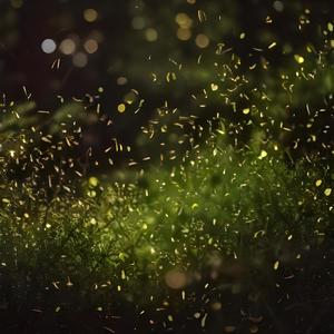 Fireflies