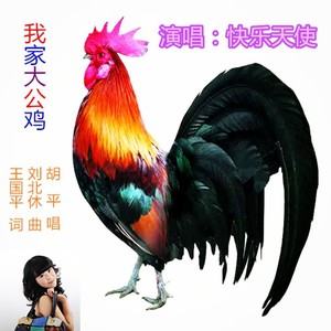 我家大公鸡