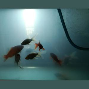 高 贵 冲 动 (prod by HZ.MY)