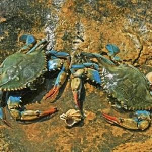 Crabbin (Explicit)