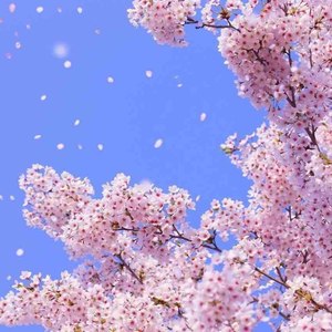 The Season Of Cherry