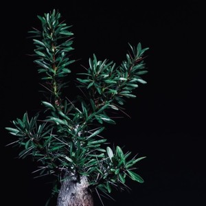 Rahula (feat. OONOO & botanik)