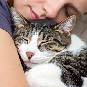 Melodía Pacífica Del Gatito