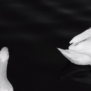 Adore (Sjaaf Re-Think)