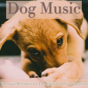 Dog Music: Tranquil Melodies for the Ultimate Dog Relaxation