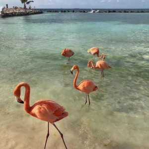 心动距离 (DJ版)