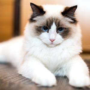 Ragdoll