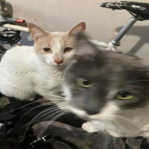 Domingo en la casa (Explicit)