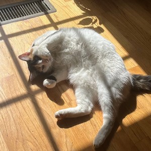 zooted freestyle (Explicit)