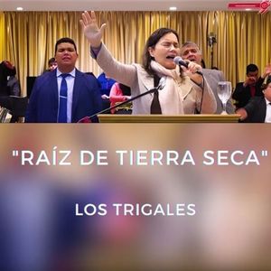 Raíz de tierra seca (En Vivo)