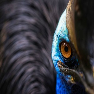 The Dreams of Cassowary