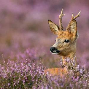艾浒-一年级的小蜜蜜-变公主的女生-第十五集-给未来的自己-成品-V1-20210206-方先生