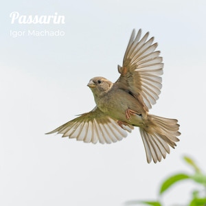 Passarin