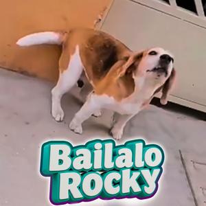Bailalo Rocky (GUARACHA ALETEO)