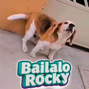 Bailalo Rocky