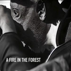 A FIRE IN THE FOREST