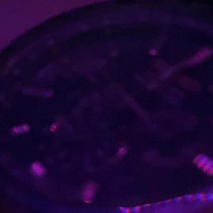 on the move (Explicit)