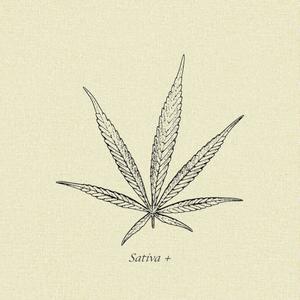 Sativa + (Explicit)