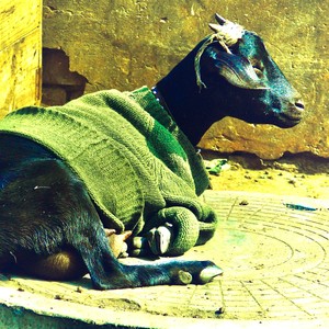 Scratch My Back(feat. Swordz) (Explicit)