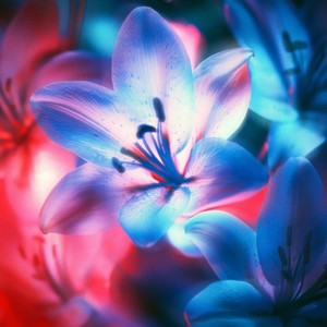 Be Like Water (feat. Apollo) (Explicit)