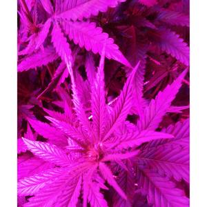 Celebration (Explicit)