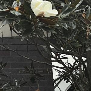 Pelle Coat (Explicit)