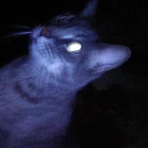 no sleep (feat. The Young Rhylo) (Explicit)