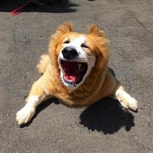 #Imadogfr (Explicit)