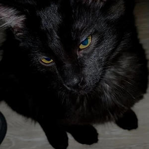 Cold Shoulder (Explicit)