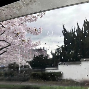 杯水情歌 (女声版)