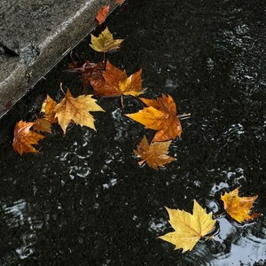 雨过后的风景 (男生语录版)