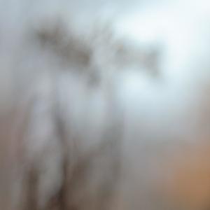 Elm I Was (feat. My Brightest Diamond)