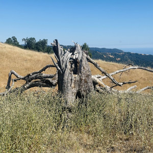 Ego (Acoustic|Explicit)