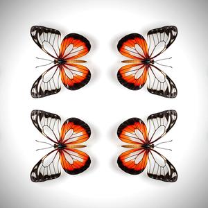 Glasswing